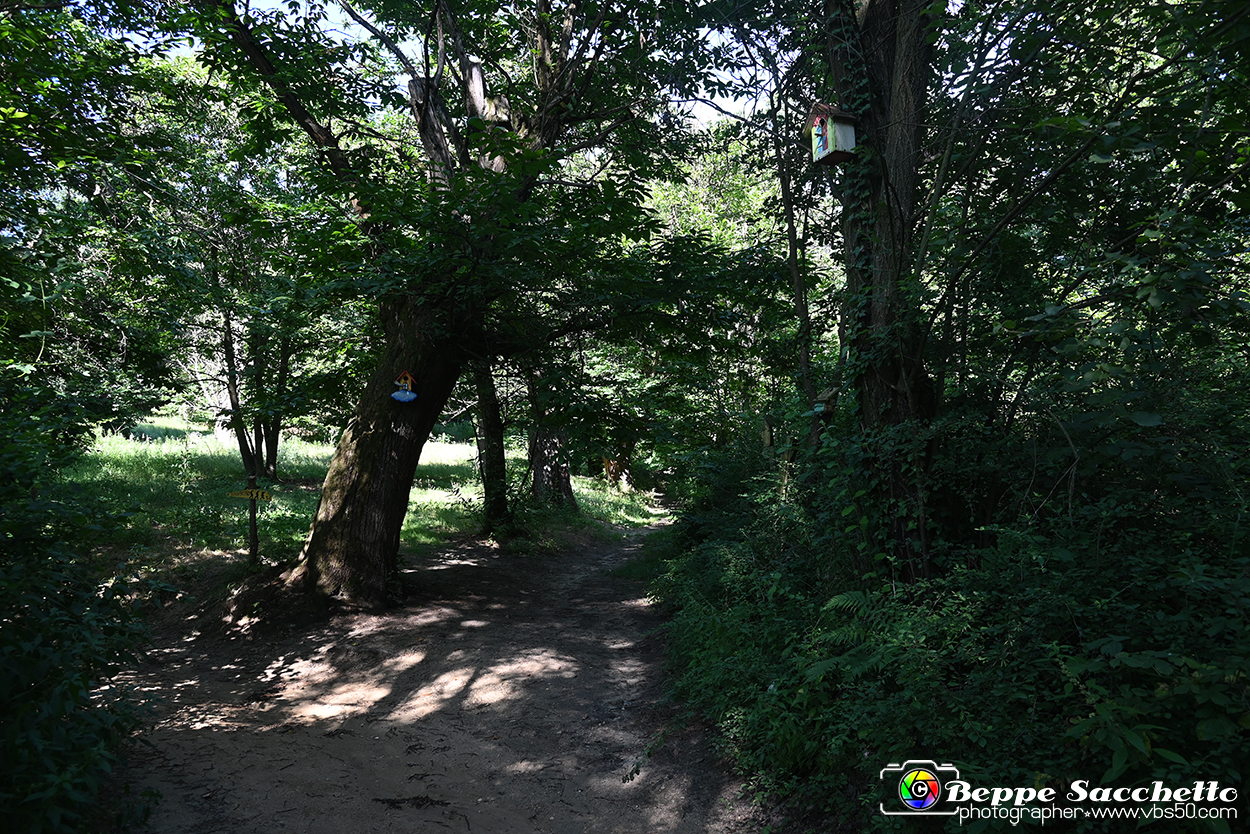 VBS_4661 - Il bosco fatato - Montaldo Roero.jpg